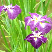花菖蒲 花菖蒲