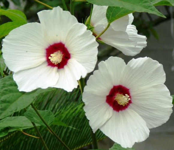 芙蓉底紅