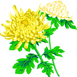 菊花