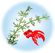金魚玉