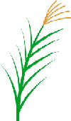 すすき